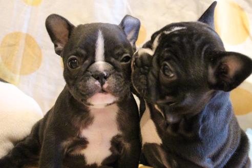 成約済の愛知県のフレンチブルドッグ-68229の4枚目