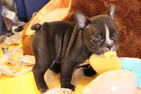 成約済の愛知県のフレンチブルドッグ-68229の3枚目