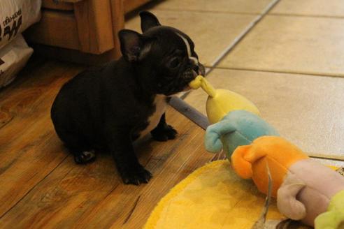 成約済の愛知県のフレンチブルドッグ-68229の2枚目