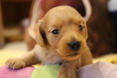 成約済の愛知県のカニンヘンダックスフンド(ロングヘアード)-68204の5枚目