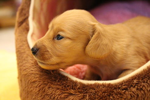 成約済の愛知県のカニンヘンダックスフンド(ロングヘアード)-68204の4枚目