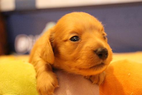 成約済の愛知県のカニンヘンダックスフンド(ロングヘアード)-68204の3枚目