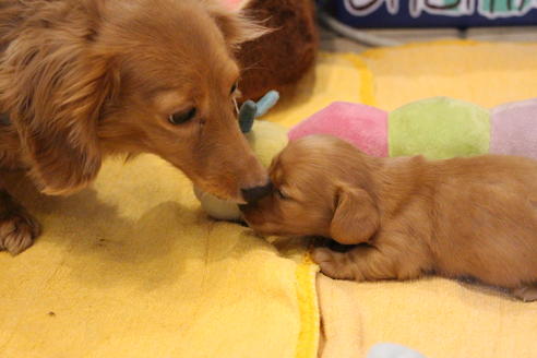 成約済の愛知県のカニンヘンダックスフンド(ロングヘアード)-68204の2枚目