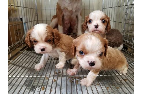 成約済の愛知県のキャバリアキングチャールズスパニエル-67880の1枚目