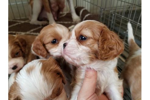 成約済の愛知県のキャバリアキングチャールズスパニエル-67880の4枚目