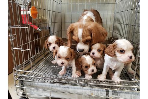 成約済の愛知県のキャバリアキングチャールズスパニエル-67880の3枚目