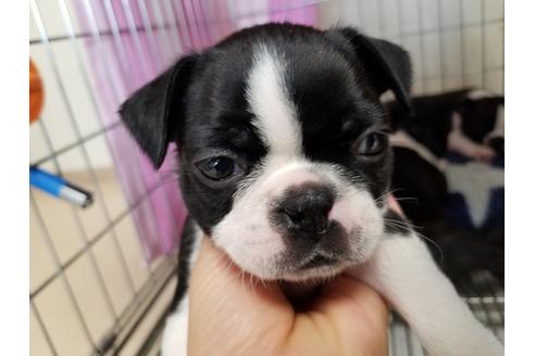 成約済の愛知県のボストンテリア-67871の1枚目