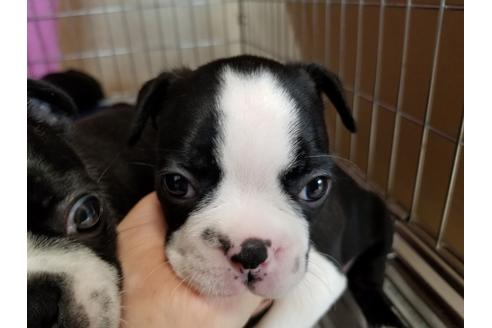 成約済の愛知県のボストンテリア-67871の3枚目