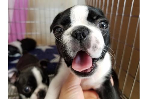 成約済の愛知県のボストンテリア-67871の2枚目