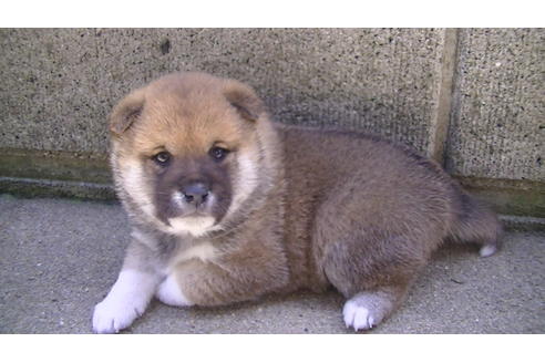 成約済の福岡県の豆柴-67430の8枚目