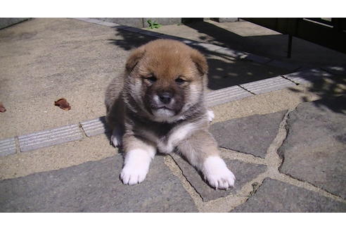 成約済の福岡県の豆柴-67430の7枚目