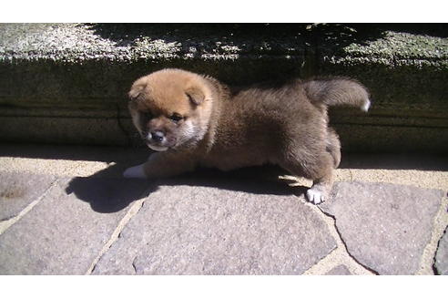 成約済の福岡県の豆柴-67430の6枚目