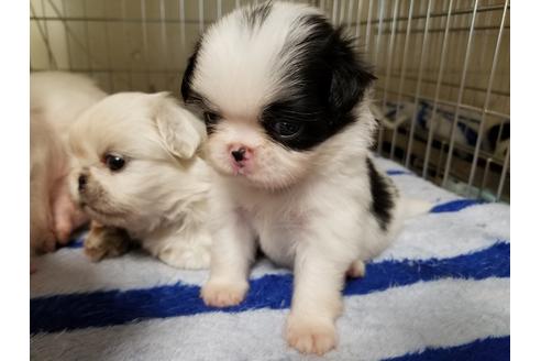 成約済の愛知県の狆 (チン)-67877