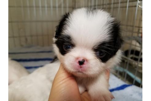 成約済の愛知県の狆 (チン)-67877の4枚目