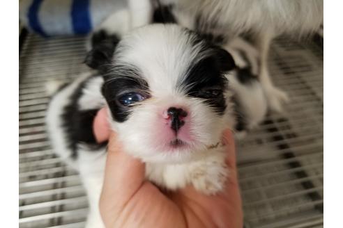 成約済の愛知県の狆 (チン)-67877の3枚目