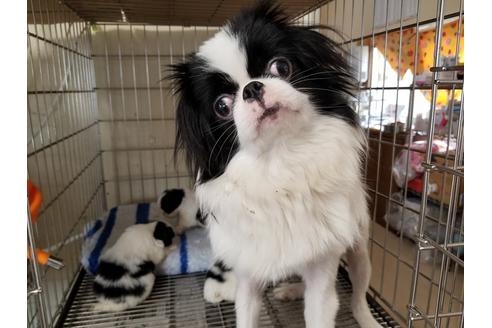 成約済の愛知県の狆 (チン)-67877の2枚目