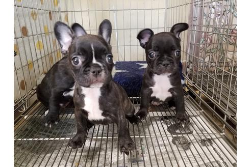 成約済の愛知県のフレンチブルドッグ-66316の3枚目