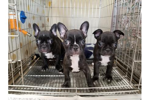 成約済の愛知県のフレンチブルドッグ-66316の2枚目