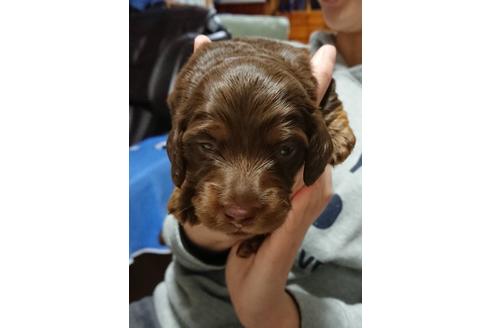 成約済の静岡県のミニチュアダックスフンド(ロングヘアード)-68258の6枚目