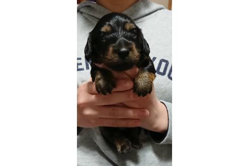 成約済の静岡県のミニチュアダックスフンド(ロングヘアード)-68257の5枚目