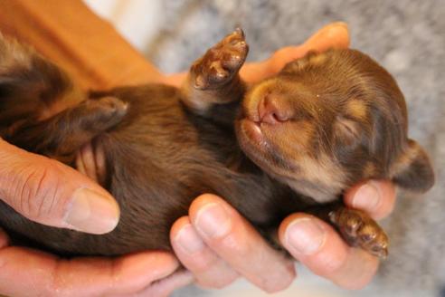 成約済の愛知県のカニンヘンダックスフンド(ロングヘアード)-69085の21枚目