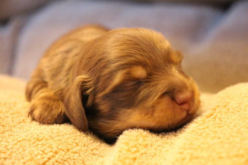 成約済の愛知県のカニンヘンダックスフンド(ロングヘアード)-69085の20枚目