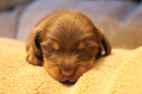 成約済の愛知県のカニンヘンダックスフンド(ロングヘアード)-69085の19枚目