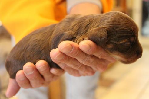 成約済の愛知県のカニンヘンダックスフンド(ロングヘアード)-69085の18枚目