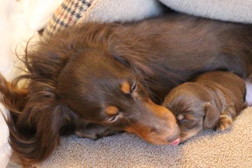 成約済の愛知県のカニンヘンダックスフンド(ロングヘアード)-69085の17枚目