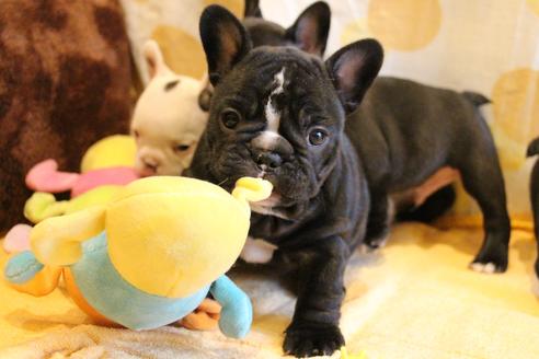 成約済の愛知県のフレンチブルドッグ-68193の52枚目