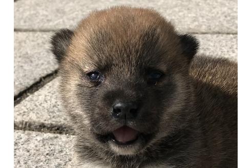 成約済の長崎県の柴犬-69090