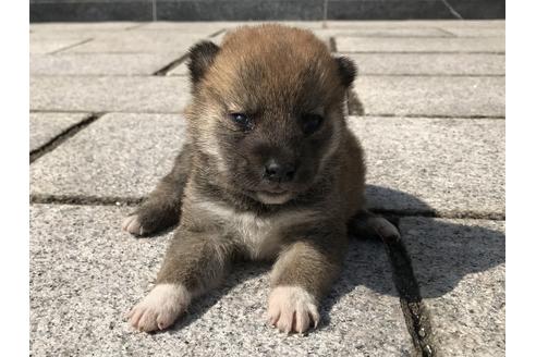 成約済の長崎県の柴犬-69090の5枚目