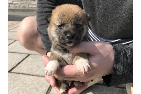 成約済の長崎県の柴犬-69090の3枚目