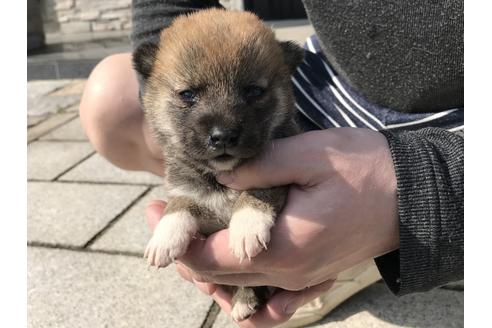 成約済の長崎県の柴犬-69090の2枚目