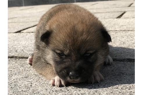 成約済の長崎県の柴犬-69091の8枚目