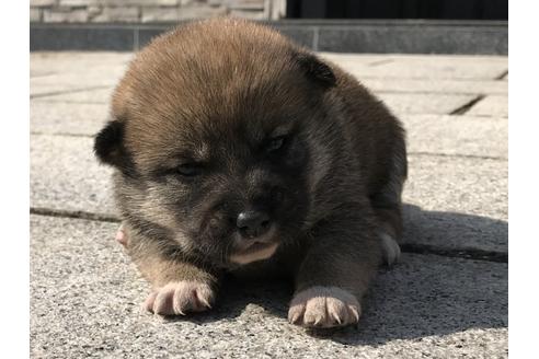 成約済の長崎県の柴犬-69091の7枚目