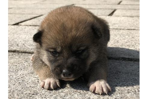 成約済の長崎県の柴犬-69091の6枚目