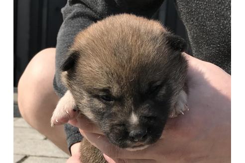 成約済の長崎県の柴犬-69092の10枚目