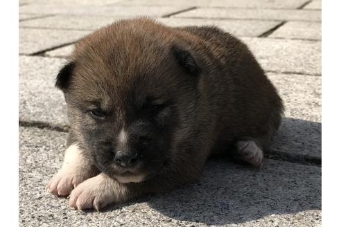 成約済の長崎県の柴犬-69092の9枚目