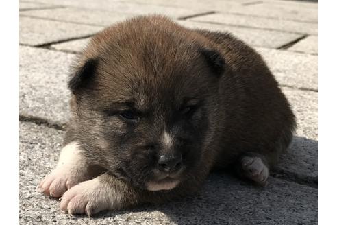 成約済の長崎県の柴犬-69092の8枚目