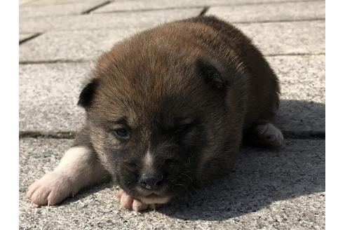 成約済の長崎県の柴犬-69092の7枚目