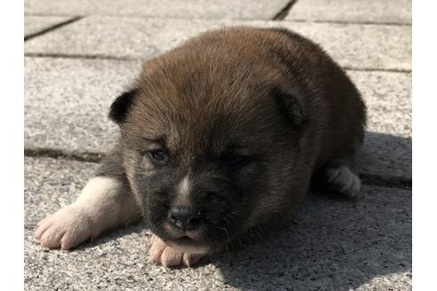成約済の長崎県の柴犬-69092の6枚目