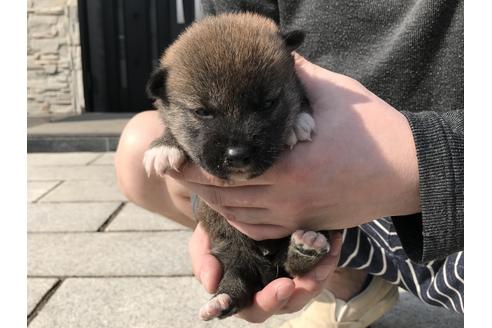 成約済の長崎県の柴犬-69093の8枚目