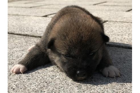 成約済の長崎県の柴犬-69093の7枚目