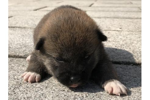 成約済の長崎県の柴犬-69093の6枚目