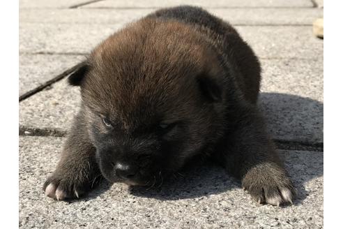 成約済の長崎県の柴犬-69094の8枚目