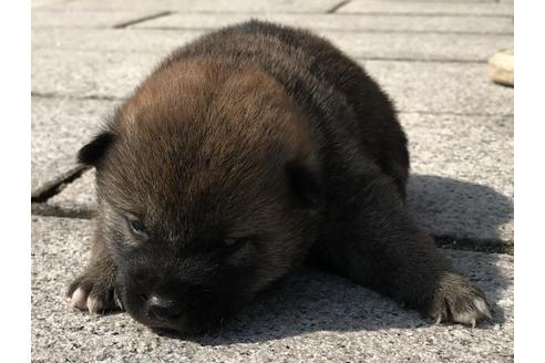 成約済の長崎県の柴犬-69094の7枚目