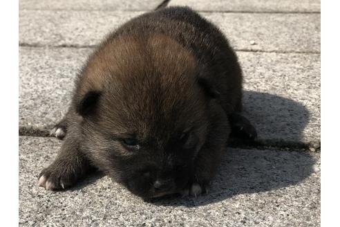 成約済の長崎県の柴犬-69094の6枚目