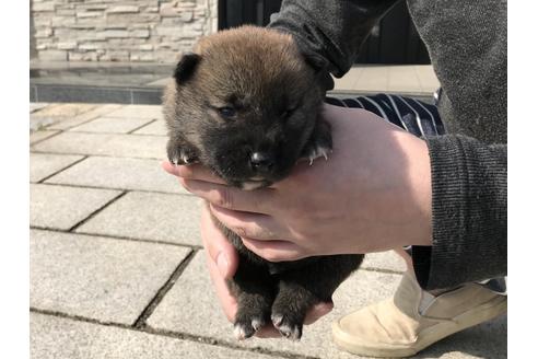 成約済の長崎県の柴犬-69095の9枚目