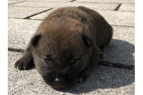 成約済の長崎県の柴犬-69095の8枚目